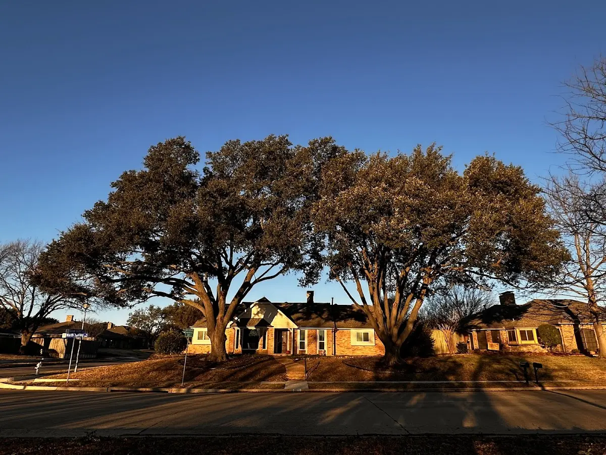 Established residential canopy tree shading a home in Red Valley